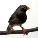 mrfarenheit