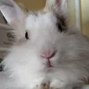 bunnycotte