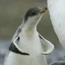 itscael