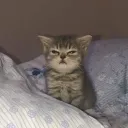 nozekr