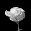 avatar 🌹𝓓𝓮𝓿𝓲𝓸𝓾𝓼🌹