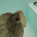 deleranax