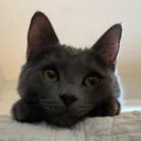 teeayeye