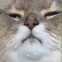 aquatic_sloth