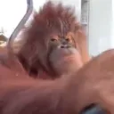 hurfmcgurf