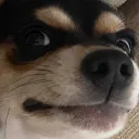 torogadude