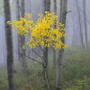 .sovietdog
