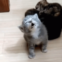 ayylmaoarmin#8336's avatar