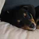 queentasha