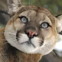 somecat1016