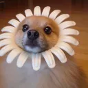 theflowerdoggo