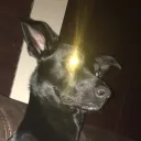 unbridleddog avatar
