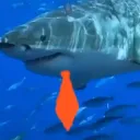 staltik