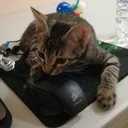 potpiethegreat