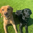 avatar TheFlyingDutch02