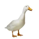 finnerdt