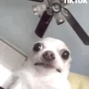 diguitow