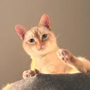 ayte