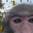 artmonkey_