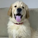 sebastian.