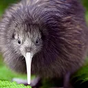 kiwi7777