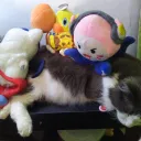 cutiekitty