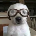 one_thousand_puppies