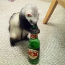 skivmalarky