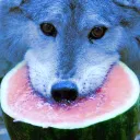 wolfy852