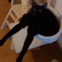 tom.bat