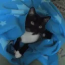 thechairmanmeow