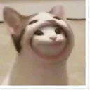 shiberinu
