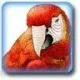 parrotthiel