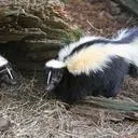 skunky7349