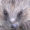 hedgehogsanctuary