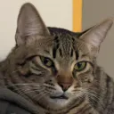 ezze