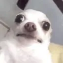 a discord avatar