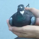 gpasik