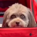 poisonsnap