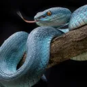 bitis