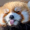 fujjimaki