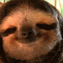 avatar Sloth