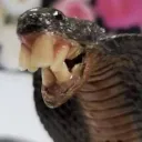 hisshissinnit