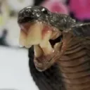 hisshissinnit