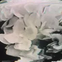 skxllflower