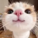 pelus