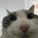bakonbot