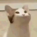 shraeder