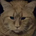 ryzikx
