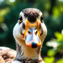 the_mama_duck
